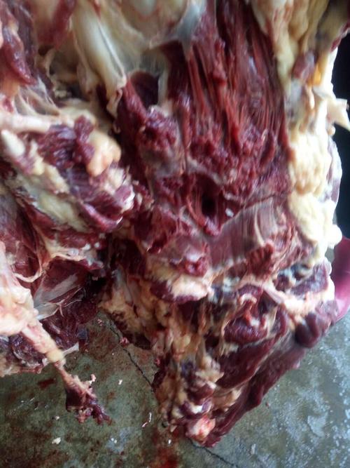 生鲜带皮驴肉批发，就找龙鑫驴肉批发——优质生鲜肉制品的源头之选